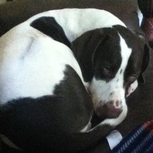 Meet your Posher, Max